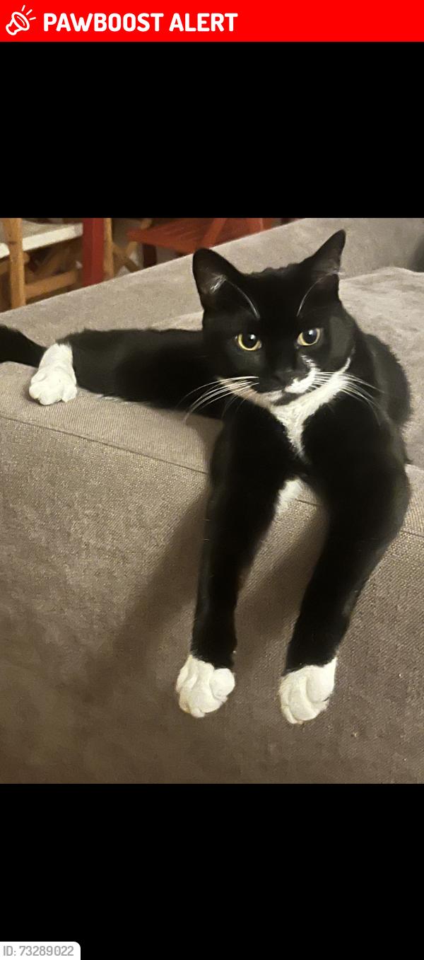 Lost Male Cat last seen Near Sotheby Road and Highbury New Park, Greater London, England 