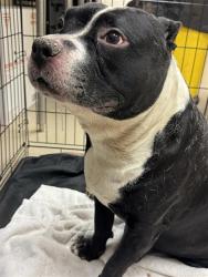 Shelter Stray Male Dog last seen Near Harrisglenn Drive, PFLUGERVILLE, TX, 78660, 7201 Levander Loop bldg a, Austin, TX 78702, USA