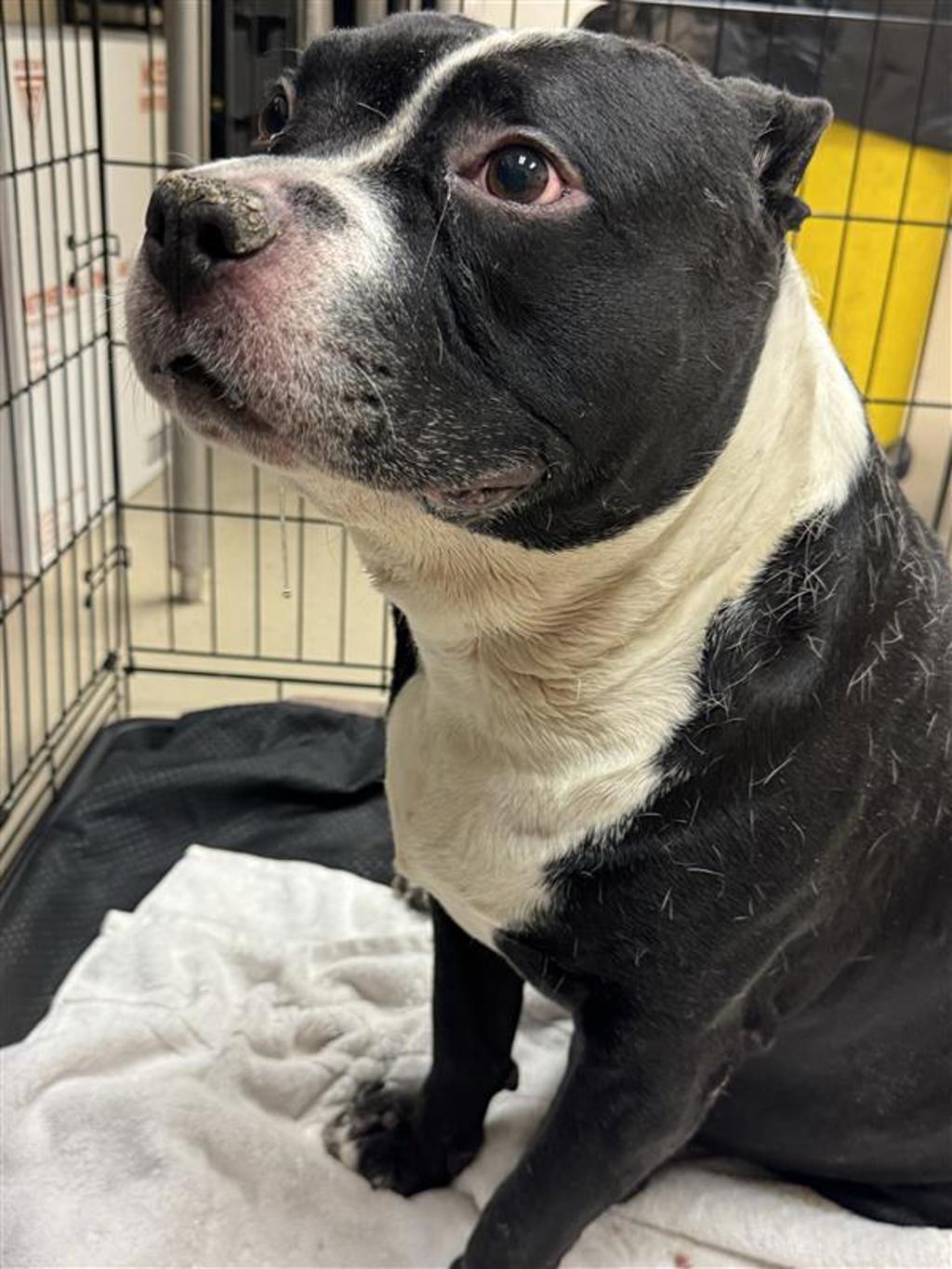 Shelter Stray Male Dog last seen Near Harrisglenn Drive, PFLUGERVILLE, TX, 78660, 7201 Levander Loop bldg a, Austin, TX 78702, USA