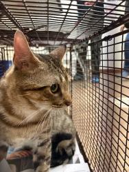 Shelter Stray Unknown Cat last seen Near Farm To Market Road 812, DEL VALLE, TX, 78617, 7201 Levander Loop bldg a, Austin, TX 78702, USA