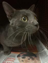 Shelter Stray Unknown Cat last seen Near Richardine Avenue, AUSTIN, TX, 78721, 7201 Levander Loop bldg a, Austin, TX 78702, USA