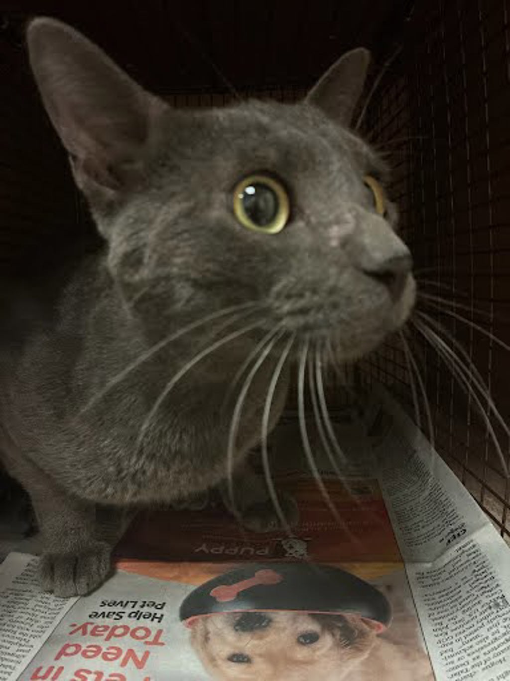Shelter Stray Unknown Cat last seen Near Richardine Avenue, AUSTIN, TX, 78721, 7201 Levander Loop bldg a, Austin, TX 78702, USA