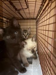 Shelter Stray Unknown Cat last seen wells branch and ploverville, AUSTIN, TX, 78728, 7201 Levander Loop bldg a, Austin, TX 78702, USA