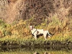 Found/Stray Female Dog last seen Along the canal, Los Angeles, CA 90292