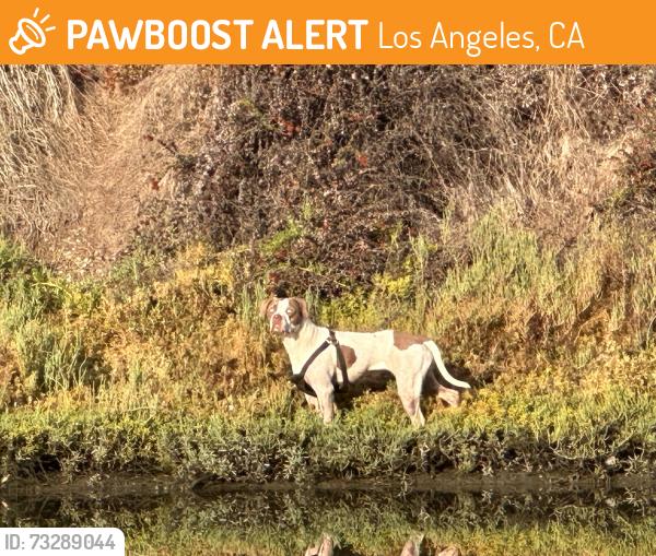 Found/Stray Female Dog last seen Along the canal, Los Angeles, CA 90292