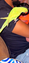 Lost Unknown Bird last seen Near SE 3rd St, Vancouver, WA 98684, Vancouver, WA 98684