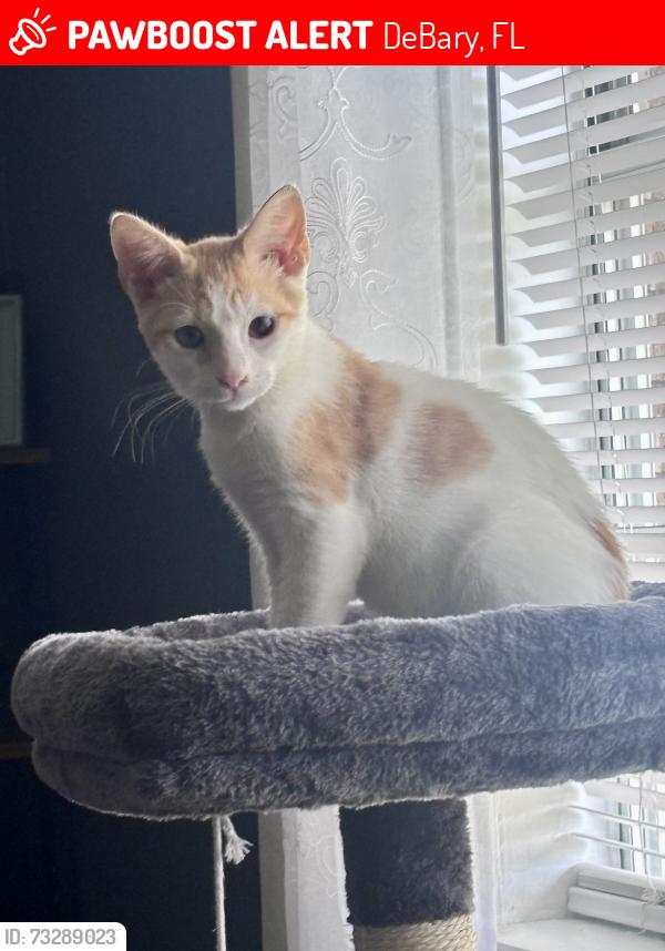 Lost Female Cat last seen Columbine Trl debary fl 32713, DeBary, FL 32713