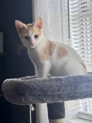 Lost Female Cat last seen Columbine Trl debary fl 32713, DeBary, FL 32713
