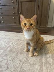 Found/Stray Male Cat last seen Stack blvd, Melbourne, FL 32901