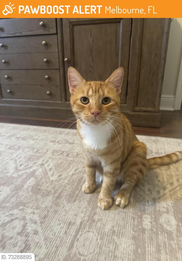 Found/Stray Male Cat last seen Stack blvd, Melbourne, FL 32901