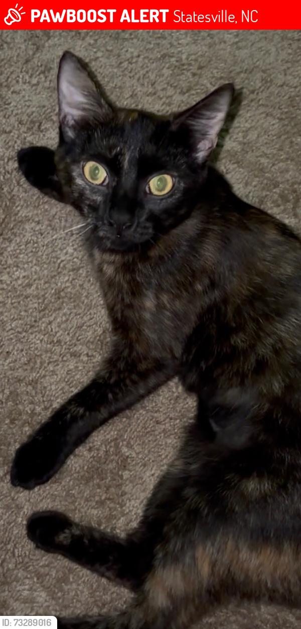 Lost Female Cat last seen Harmony drive, Statesville, NC 28677