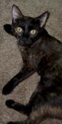 Lost Female Cat last seen Harmony drive, Statesville, NC 28677