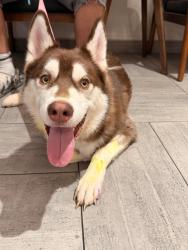 Found/Stray Male Dog last seen Coronado park, Phoenix, AZ 85006