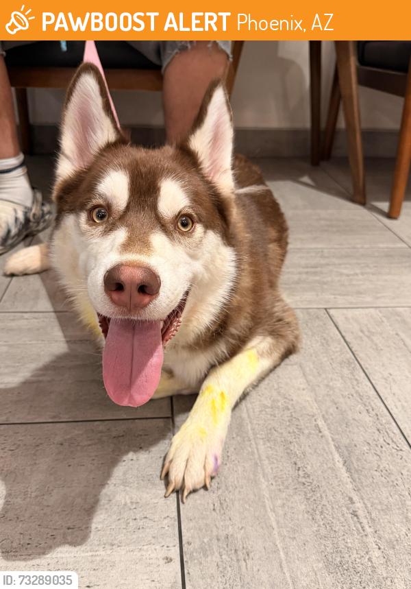 Found/Stray Male Dog last seen Coronado park, Phoenix, AZ 85006