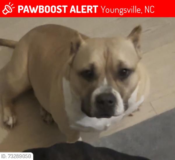 Lost Female Dog last seen Colonial Dr youngsville, Youngsville, NC 27596