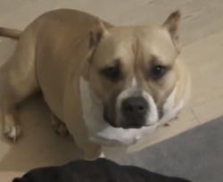 Lost Female Dog last seen Colonial Dr youngsville, Youngsville, NC 27596