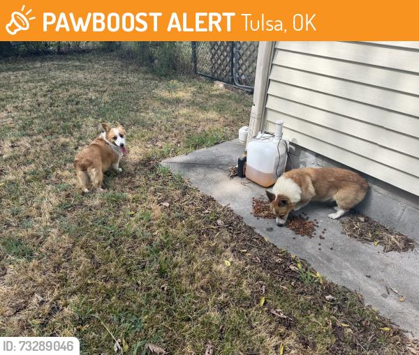 Found/Stray Male Dog last seen 11th and 129th, Tulsa, OK 74108
