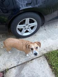 Reunited Female Dog last seen Jackson St / Hidden Village Dr, Port Orange, FL 32129