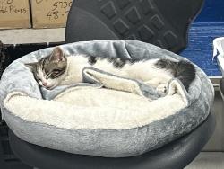 Lost Male Cat last seen Lynn Garden Dr., Kingsport, TN 37665
