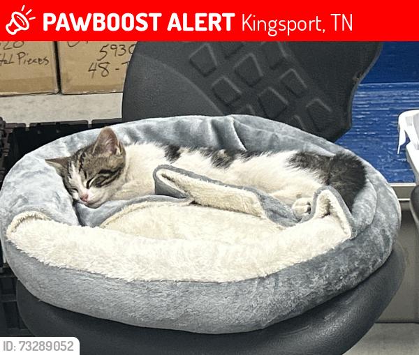 Lost Male Cat last seen Lynn Garden Dr., Kingsport, TN 37665