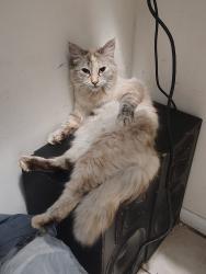 Lost Female Cat last seen E duke and yale, Tucson, AZ 85719