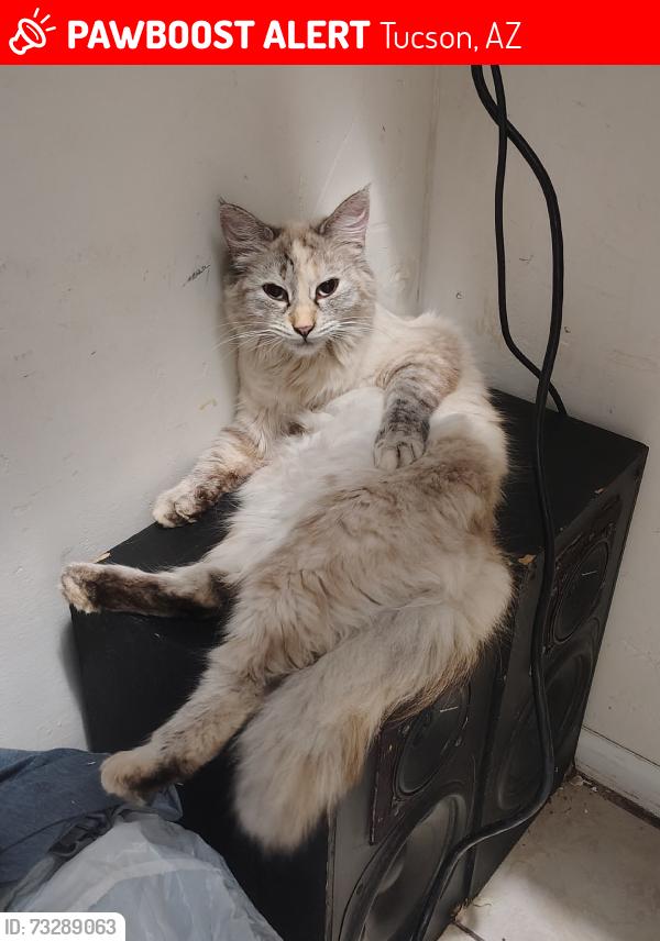 Lost Female Cat last seen E duke and yale, Tucson, AZ 85719