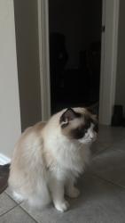 Reunited Female Cat last seen Near 34th W Ave vancouver, Vancouver, BC V6N 2J5