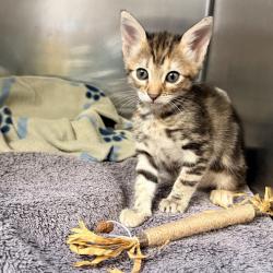 Shelter Stray Female Cat last seen , 4575 E Mesquite Ave, Palm Springs, CA 92264, USA