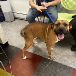 Shelter Stray Male Dog last seen , Animal Care & Control Team of Philly, 111 W Hunting Park Ave, Philadelphia, PA 19140, USA