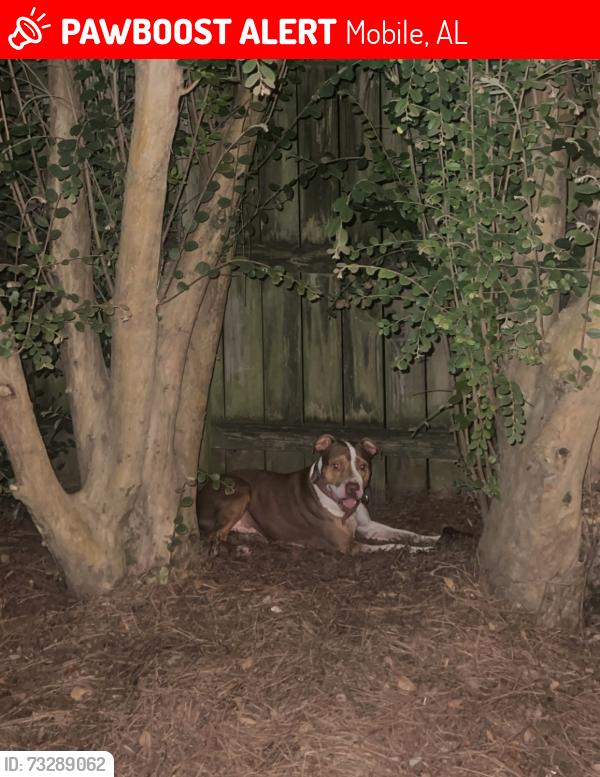 Lost Male Dog last seen Welbourne Dr W, Mobile, AL 36695