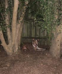 Lost Male Dog last seen Welbourne Dr W, Mobile, AL 36695