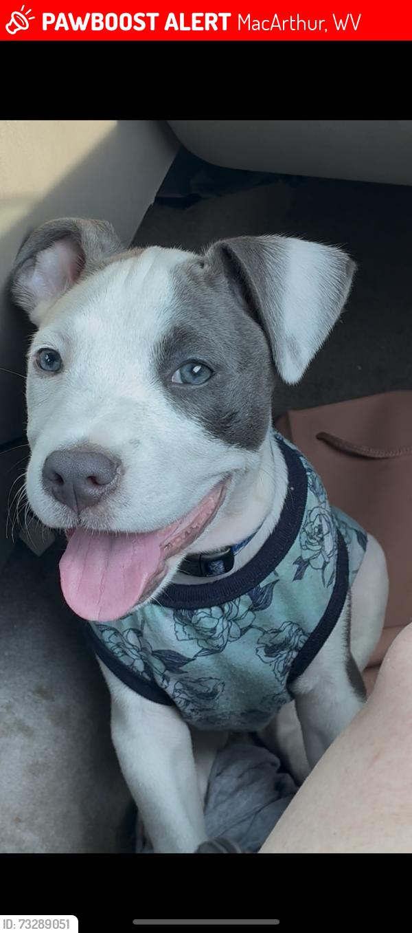 Lost Male Dog last seen Walmart - Back lot Auto Care Center . Also last seen INSIDE STORE WITH WHITE WOMAN WITH SHORT BROWN HAIR., MacArthur, WV 25801