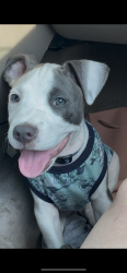 Lost Male Dog last seen Walmart - Back lot Auto Care Center . Also last seen INSIDE STORE WITH WHITE WOMAN WITH SHORT BROWN HAIR., MacArthur, WV 25801