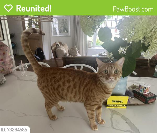 Reunited Male Cat last seen Smith and new street- downtown Burlington, Burlington, ON L7R 2T9