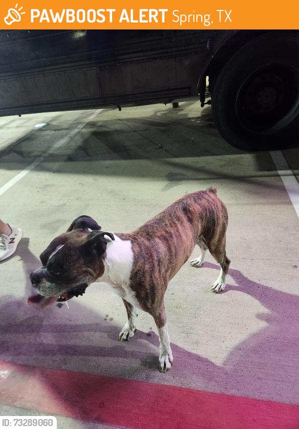 Found/Stray Male Dog last seen Kuykendahl at Dowdell, Spring, TX 77373
