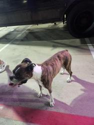 Found/Stray Male Dog last seen Kuykendahl at Dowdell, Spring, TX 77373