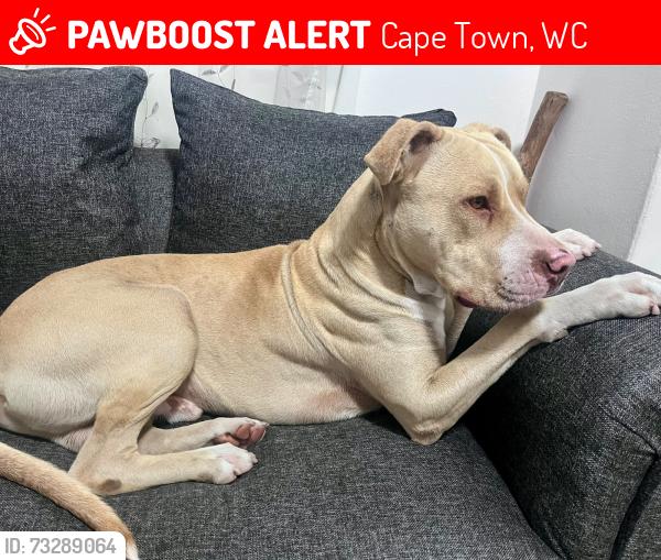 Lost Male Dog last seen Stellenbosch Arterial, Cape Town, WC 7493