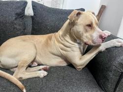 Lost Male Dog last seen Stellenbosch Arterial, Cape Town, WC 7493
