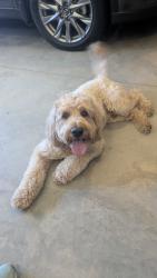 Reunited Male Dog last seen Trail on Southside of Sanctuary Point neighborhood, Monument, CO 80132