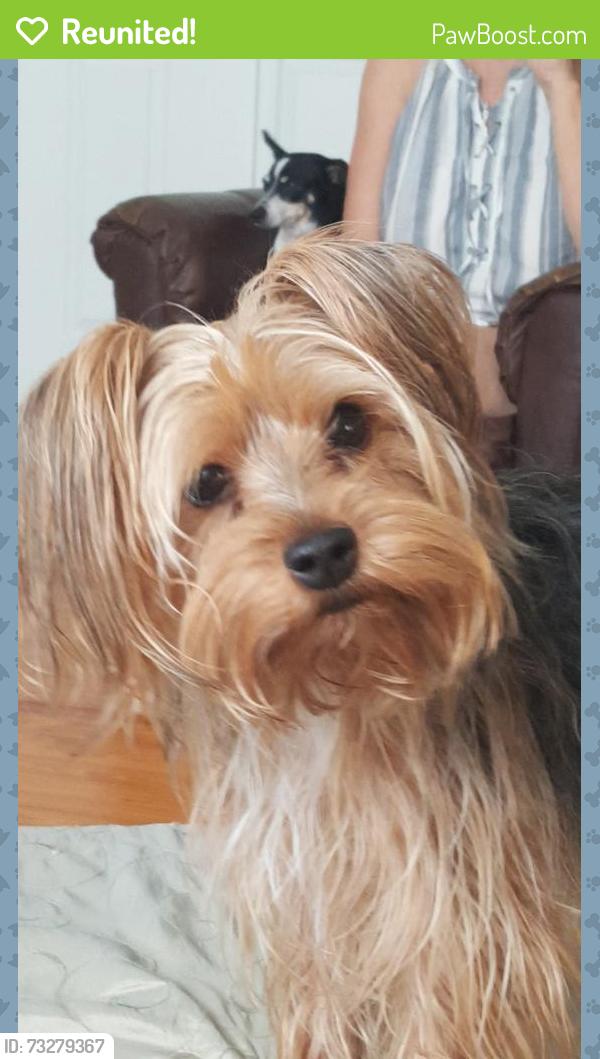 Reunited Female Dog last seen 50th street & hwy 121, Williston, FL 32696