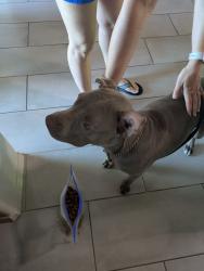Found/Stray Female Dog last seen Plumer and 18th St, Tucson, AZ 85719