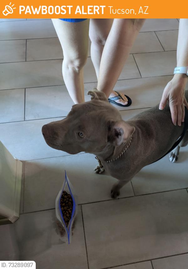 Found/Stray Female Dog last seen Plumer and 18th St, Tucson, AZ 85719
