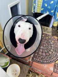 Found/Stray Unknown Dog last seen Lutheran church, North Palm Beach, FL 33408