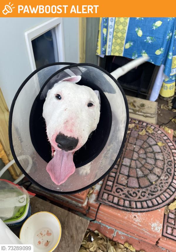 Found/Stray Unknown Dog last seen Lutheran church, North Palm Beach, FL 33408