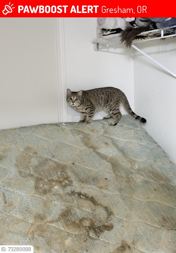 Lost Female Cat last seen Lumina apmts, Gresham, OR 97030