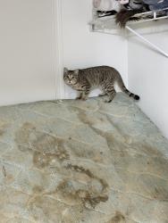 Lost Female Cat last seen Lumina apmts, Gresham, OR 97030