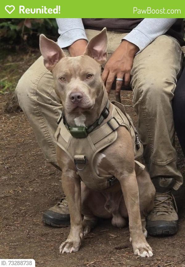 Reunited Male Dog last seen Near Albsny st Sw, Rochester, Rochester, WA 98579