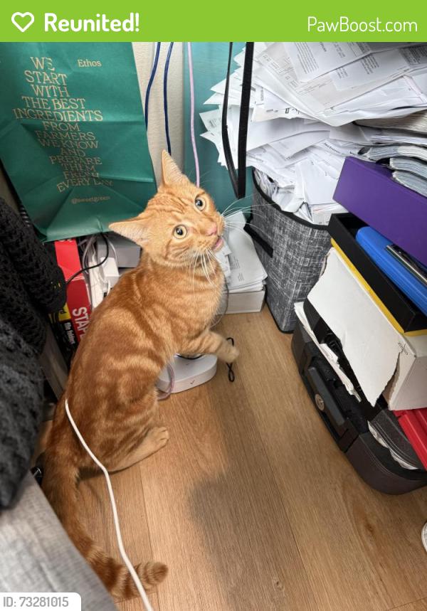 Reunited Male Cat last seen Near points, Huntington Beach, CA 92648