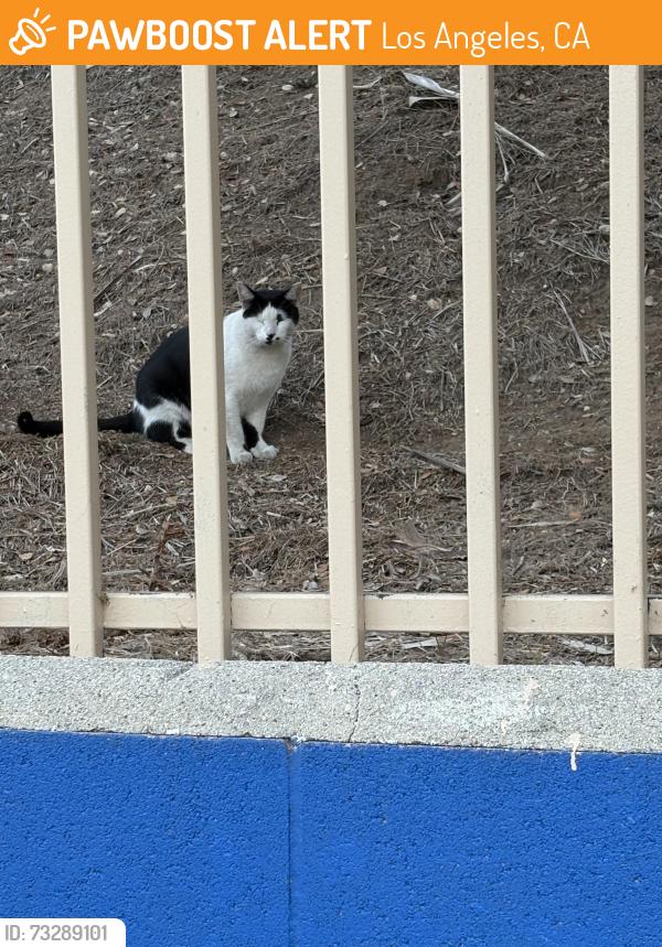 Found/Stray Unknown Cat last seen W Ave 32, Los Angeles, CA 90065