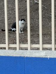 Found/Stray Unknown Cat last seen W Ave 32, Los Angeles, CA 90065
